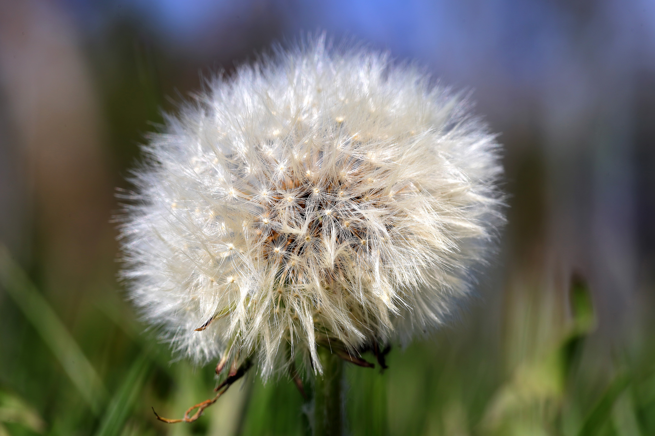 Pusteblume (Nahaufnahme)